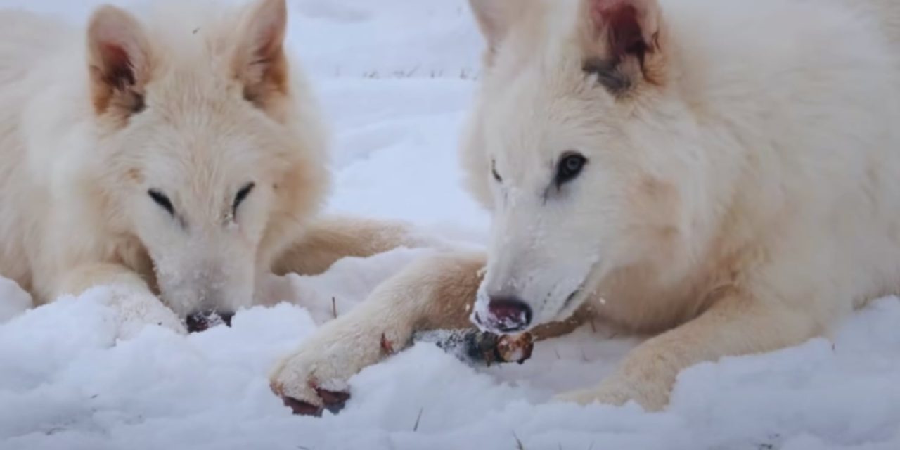Breaking: Dire Wolves Aren’t Extinct Anymore! How Did That Happen?