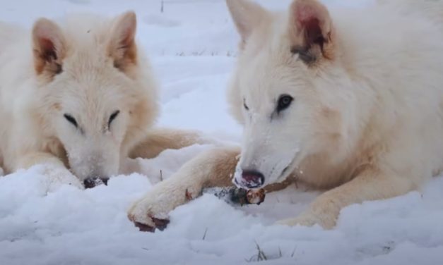 Breaking: Dire Wolves Aren’t Extinct Anymore! How Did That Happen?